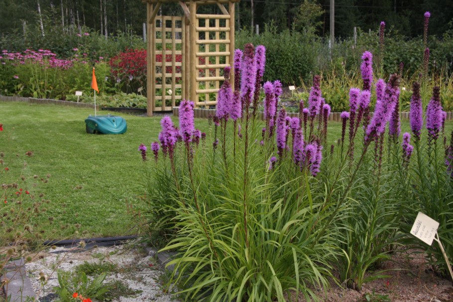 Лиатрисфлористан Виолет