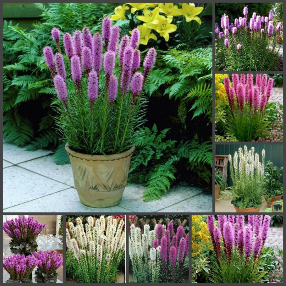 Лиатрис Флористан Уайт