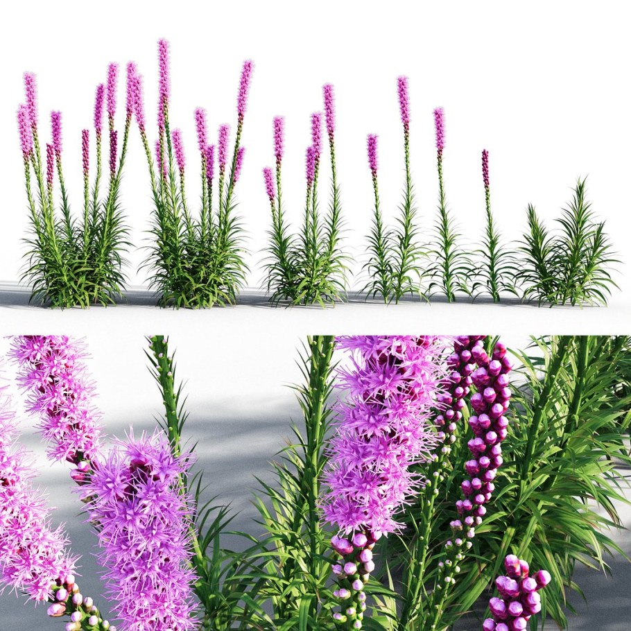 Лиатрис колосковый Флористан Виолетт