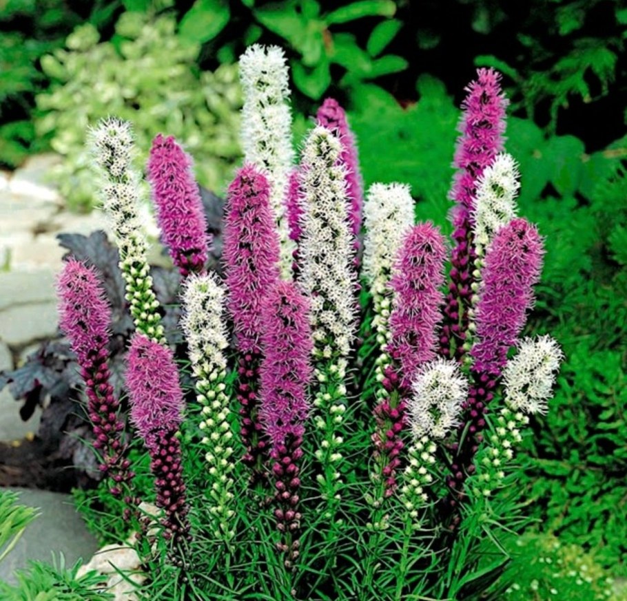 Лиатрис колосковый кобальт