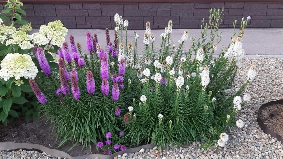 Лиатрис Пикадор