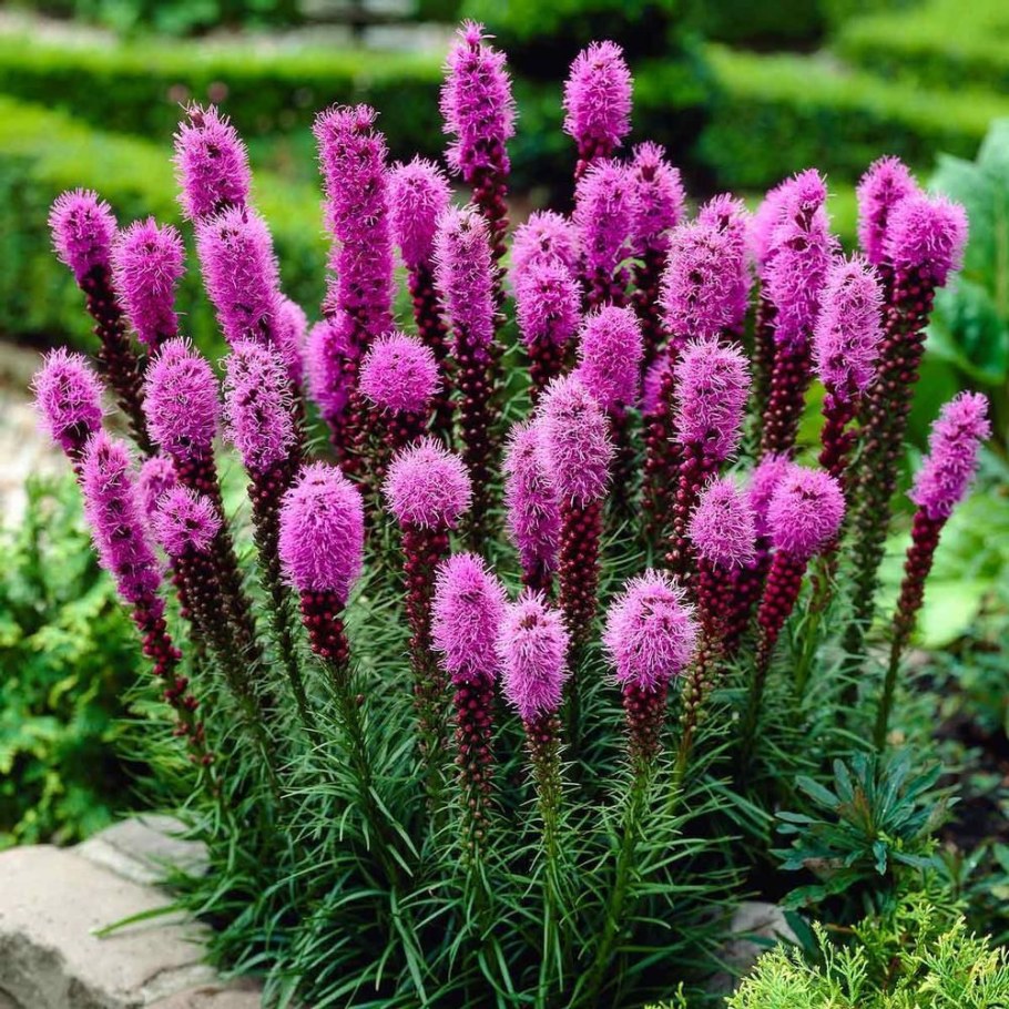 Лиатрис колосковый Liatris spicata