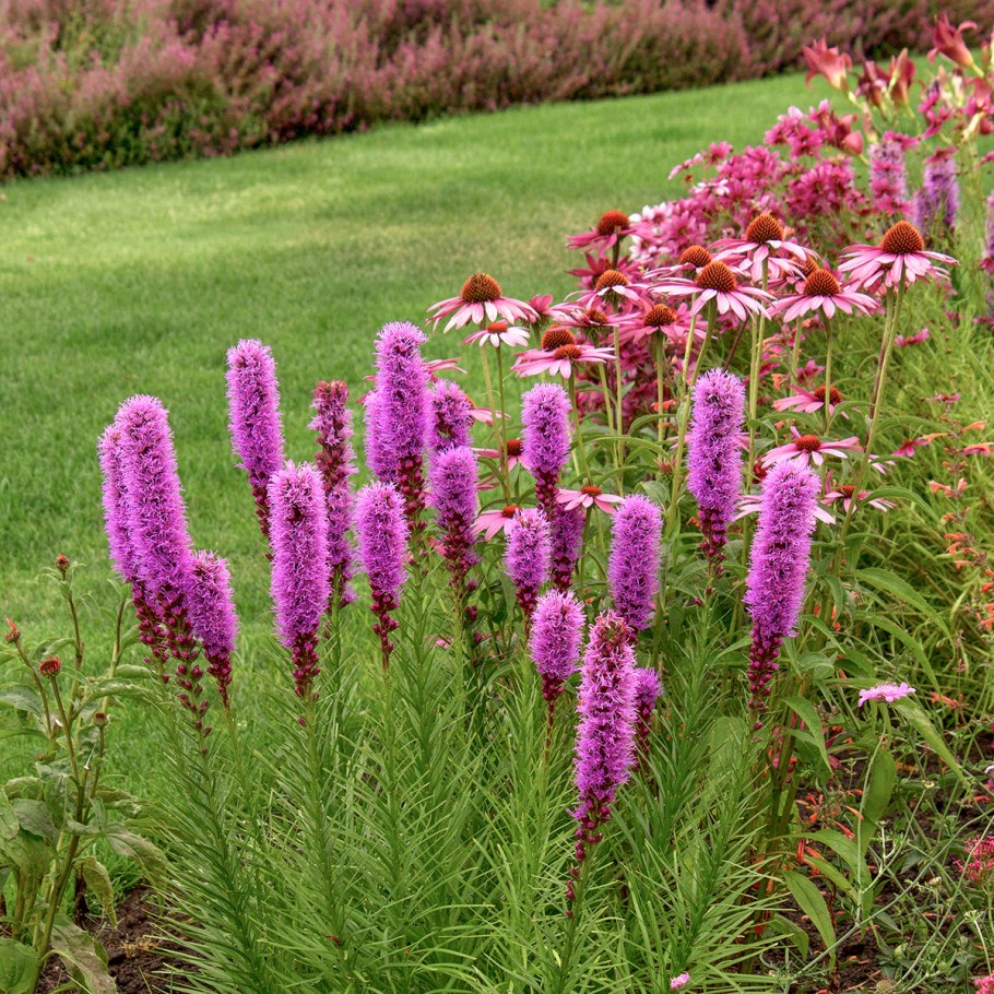 Лиатрис колосковый Liatris spicata