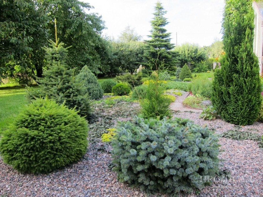 Туя Глобоза Нана