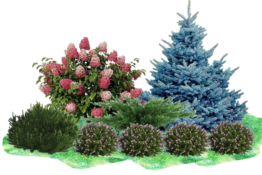Миксбордер с гортензией метельчатой и хвойниками