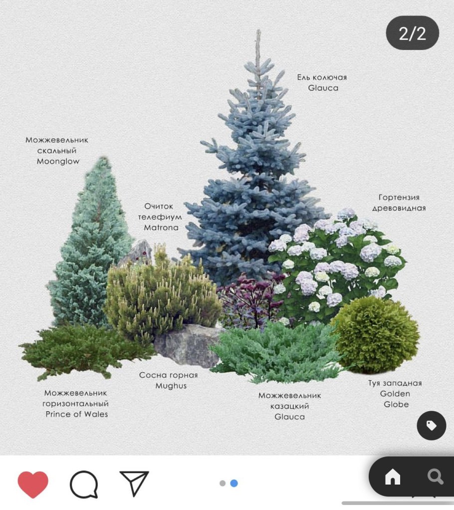 Ландшафтные композиции с голубой елью