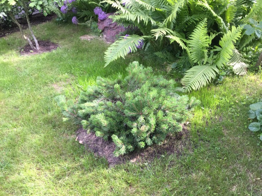 Пихта корейская Блю Мэджик