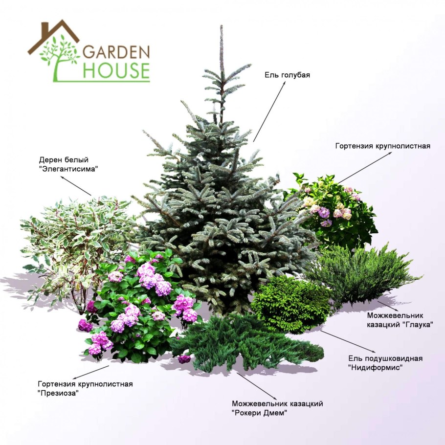 Ель Коника спиреи клумба