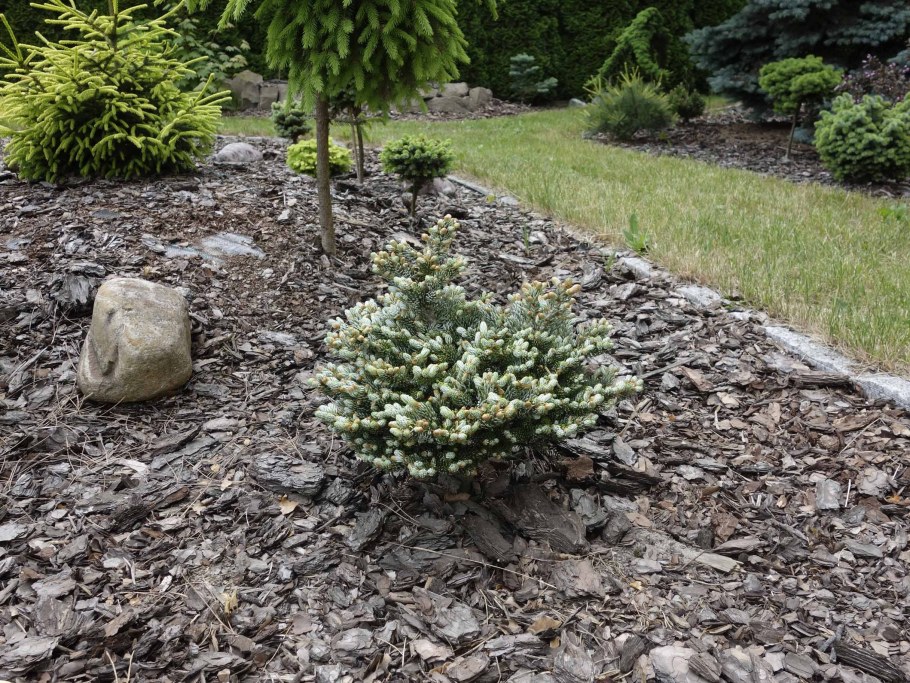 Пихта корейская АЙСБРЕЙКЕР