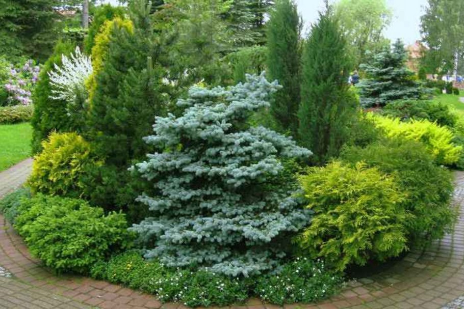 Хвойный миксбордер Андорра компакта