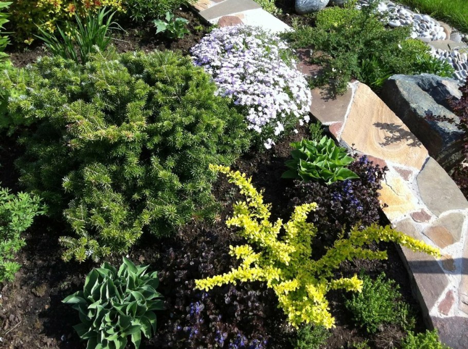 Пихта корейская Abies Koreana в цветнике