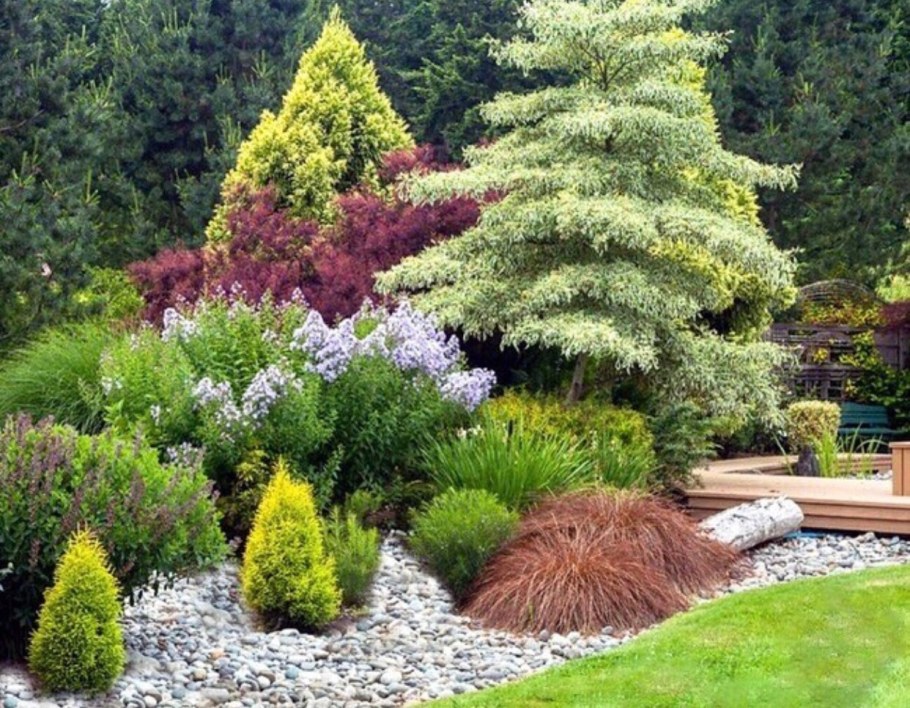 Клумба туя Барбарис спирея