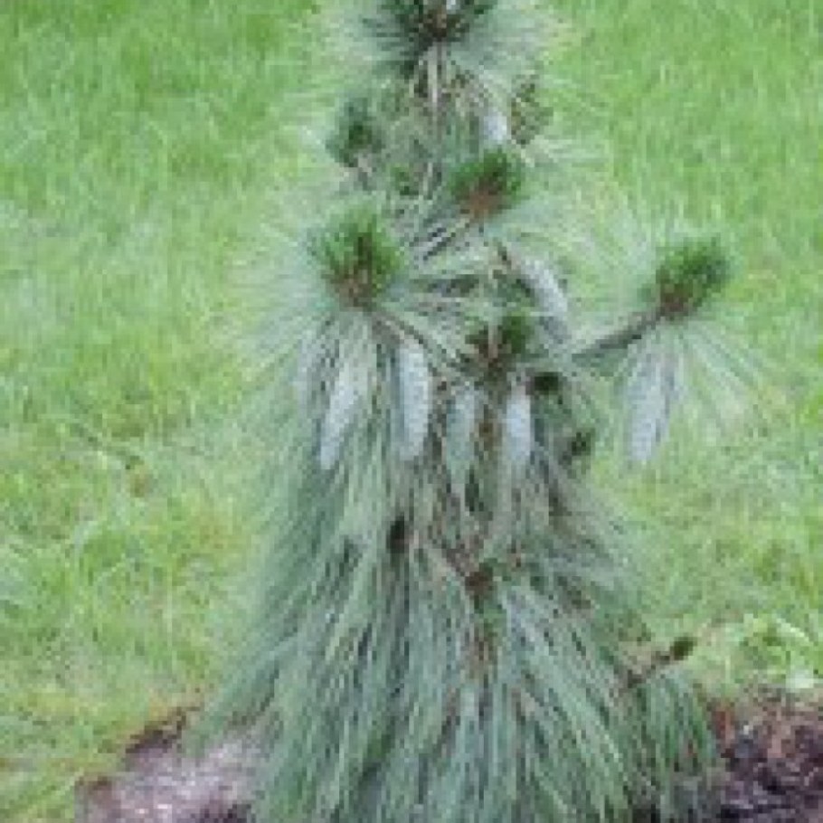 Сосна Шверина Пинус