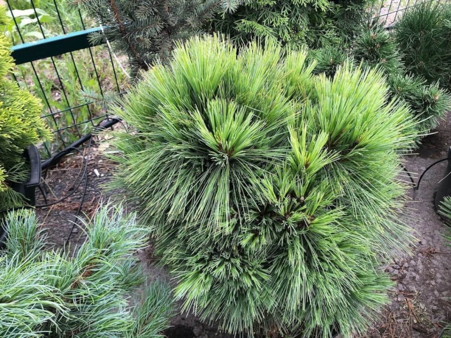 Сосна Шверина Wiethorst