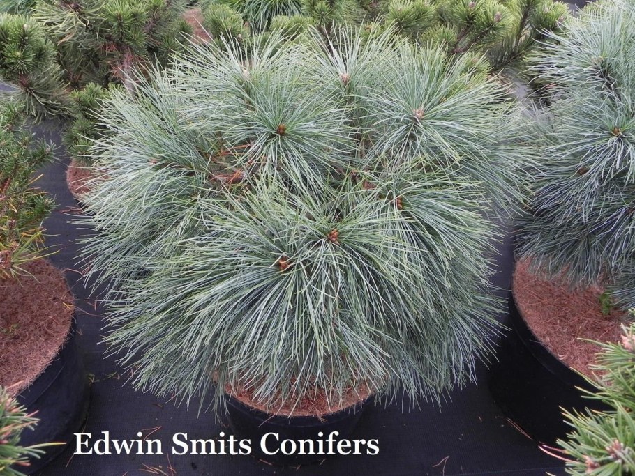 Сосна Шверина (сорт 'Wiethorst')