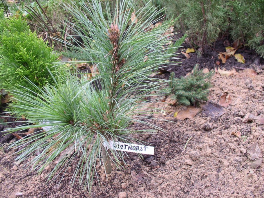 Сосна Шверина Витхорст Pinus schwerinii Wiethorst