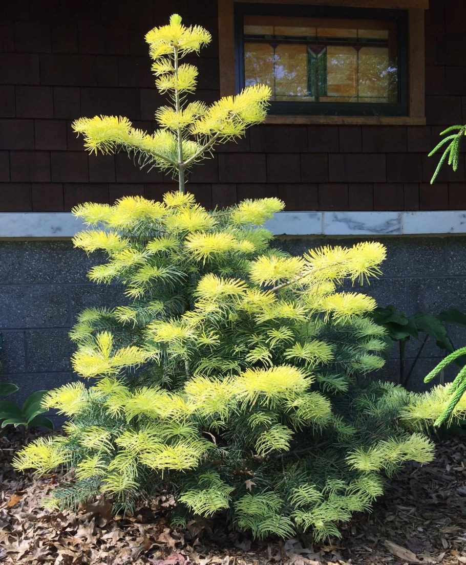 Пихта конколор