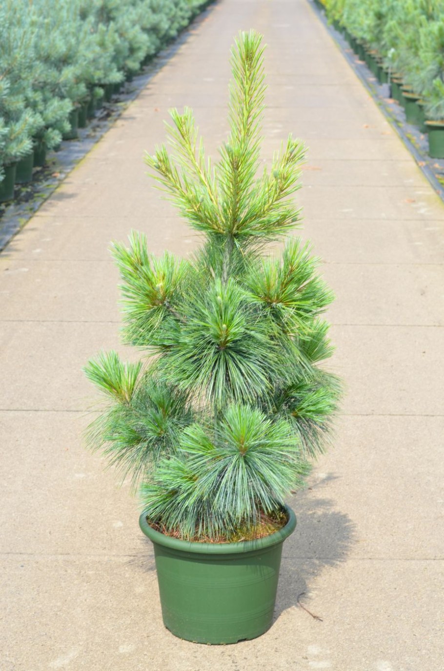 Сосна Шверина Wiethorst