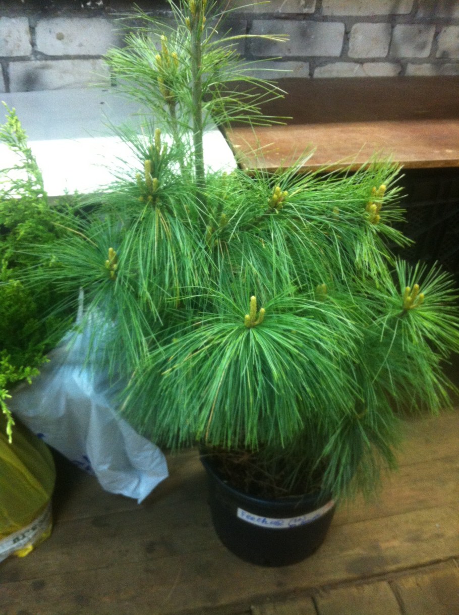 Сосна Шверина Витхорст на штамбе