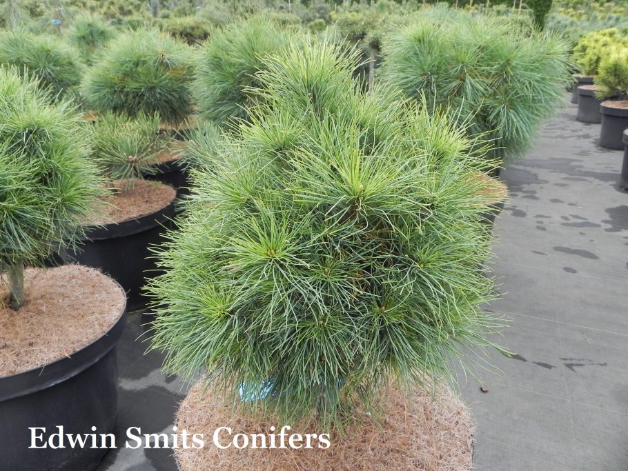 Pinus x schwerinii Wiethorst