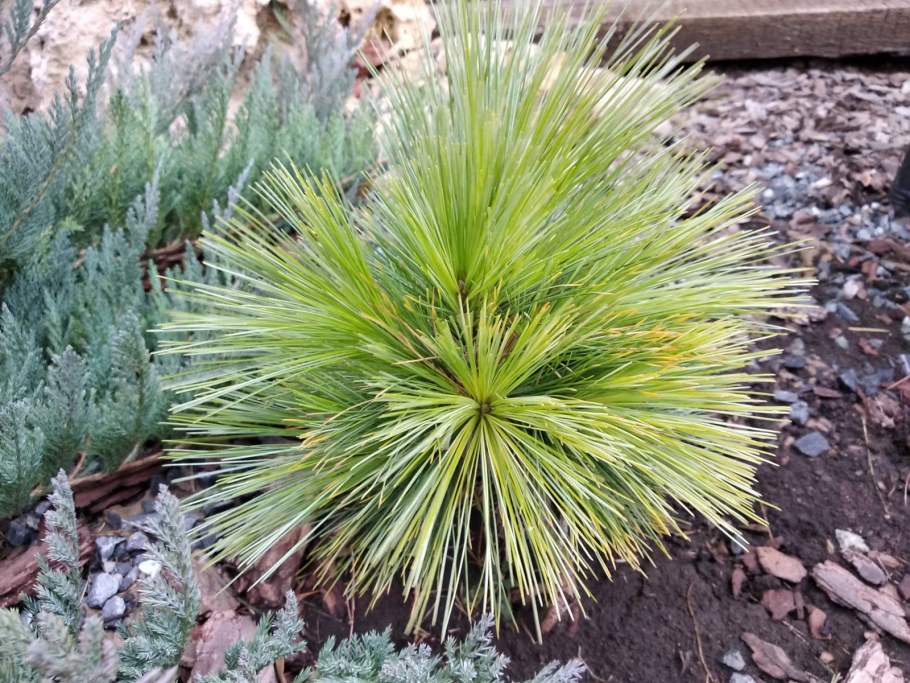 Сосна Веймутова Шверина в