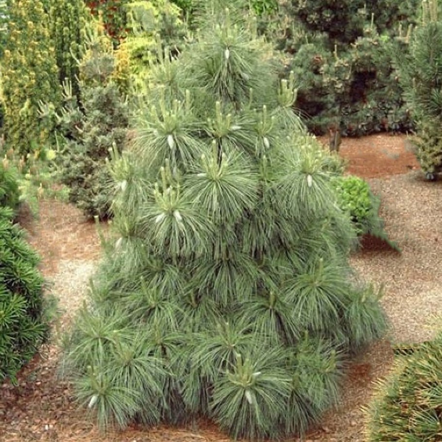 Сосна Шверина Пинус