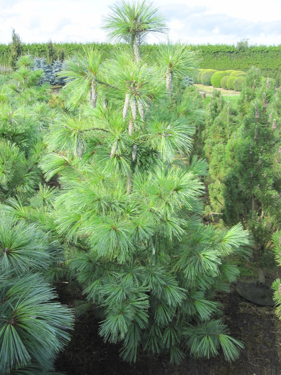 Сосна Шверина Вайтхорст