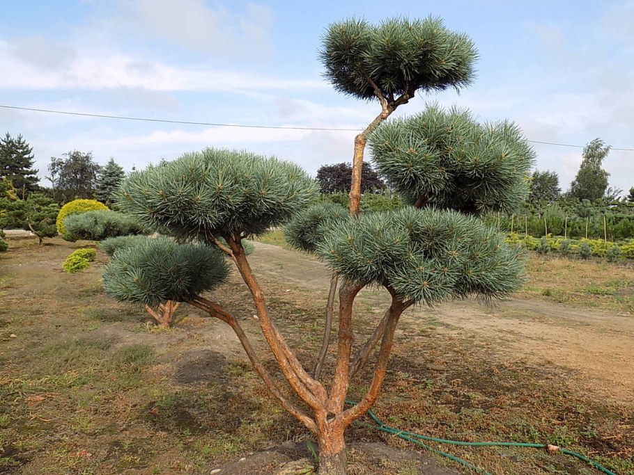 Сосна обыкновенная Ватерери на штамбе