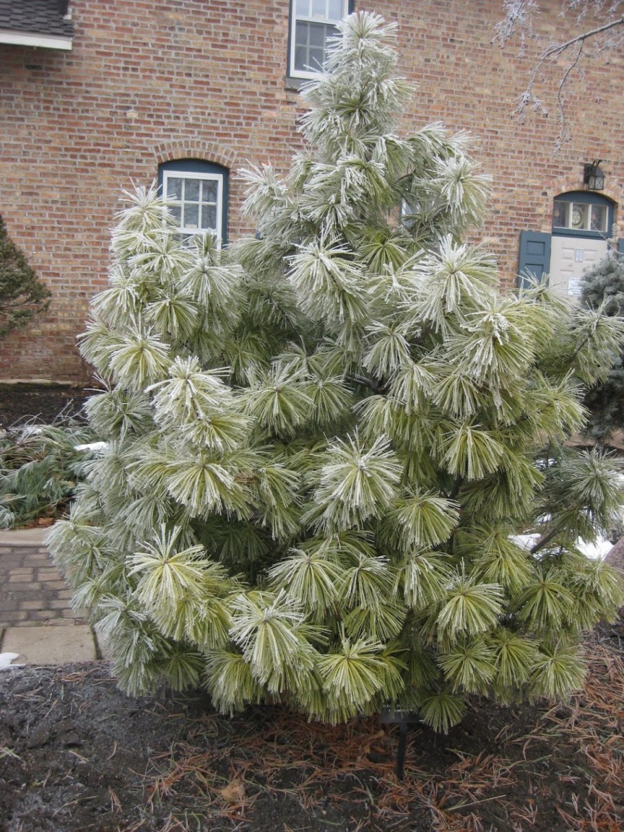 Сосна гималайская валлихиана