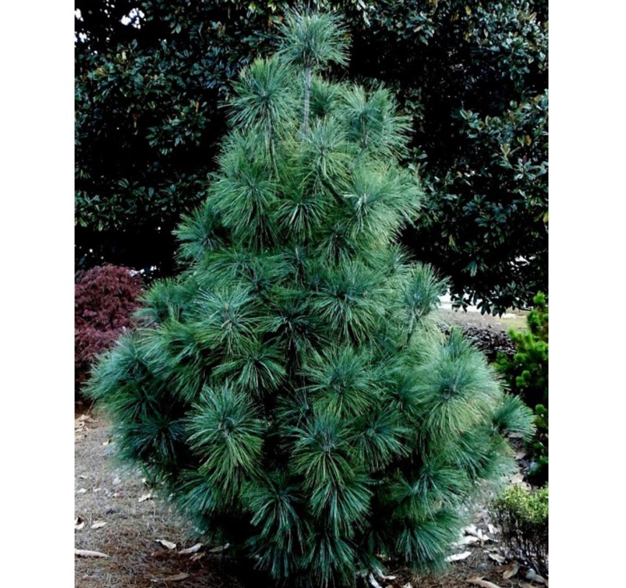 Сосна гималайская Валлиха