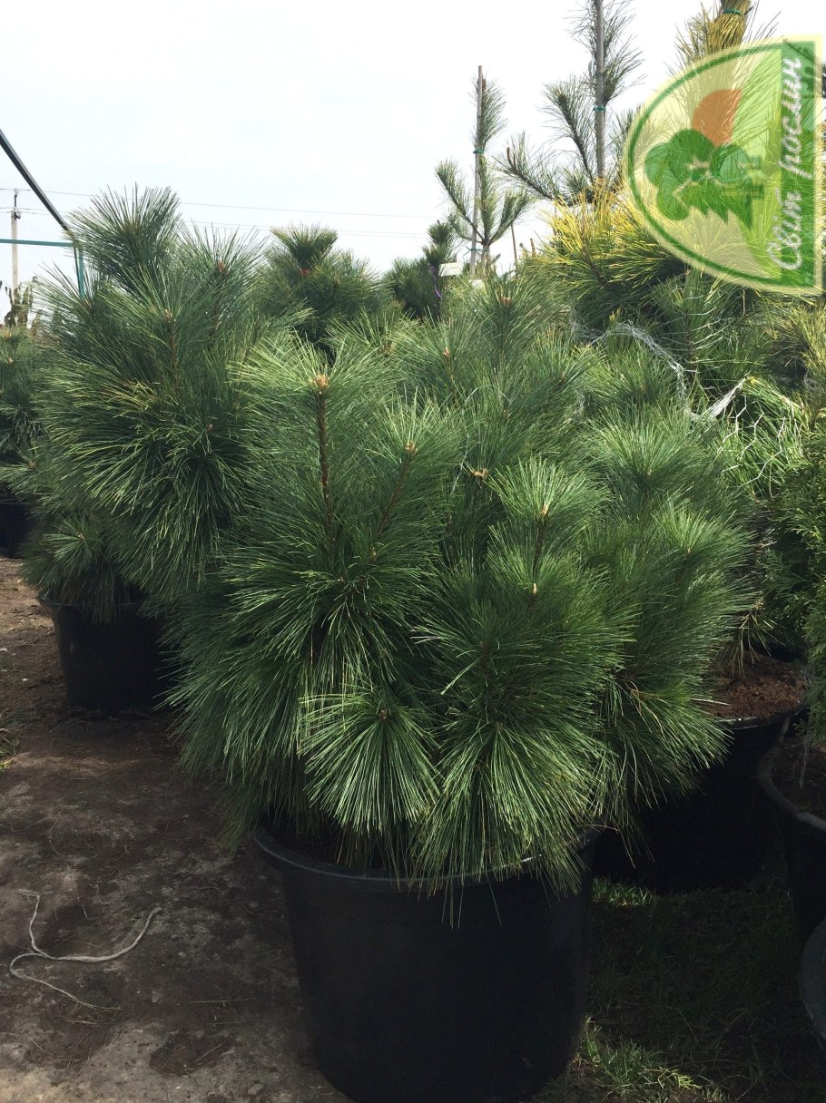 Сосна Шверина Витхорст (schwerinii Wiethorst)