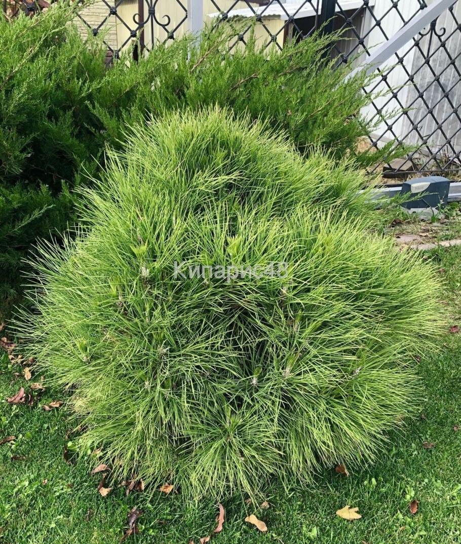 Сосна Шверина Wiethorst описание