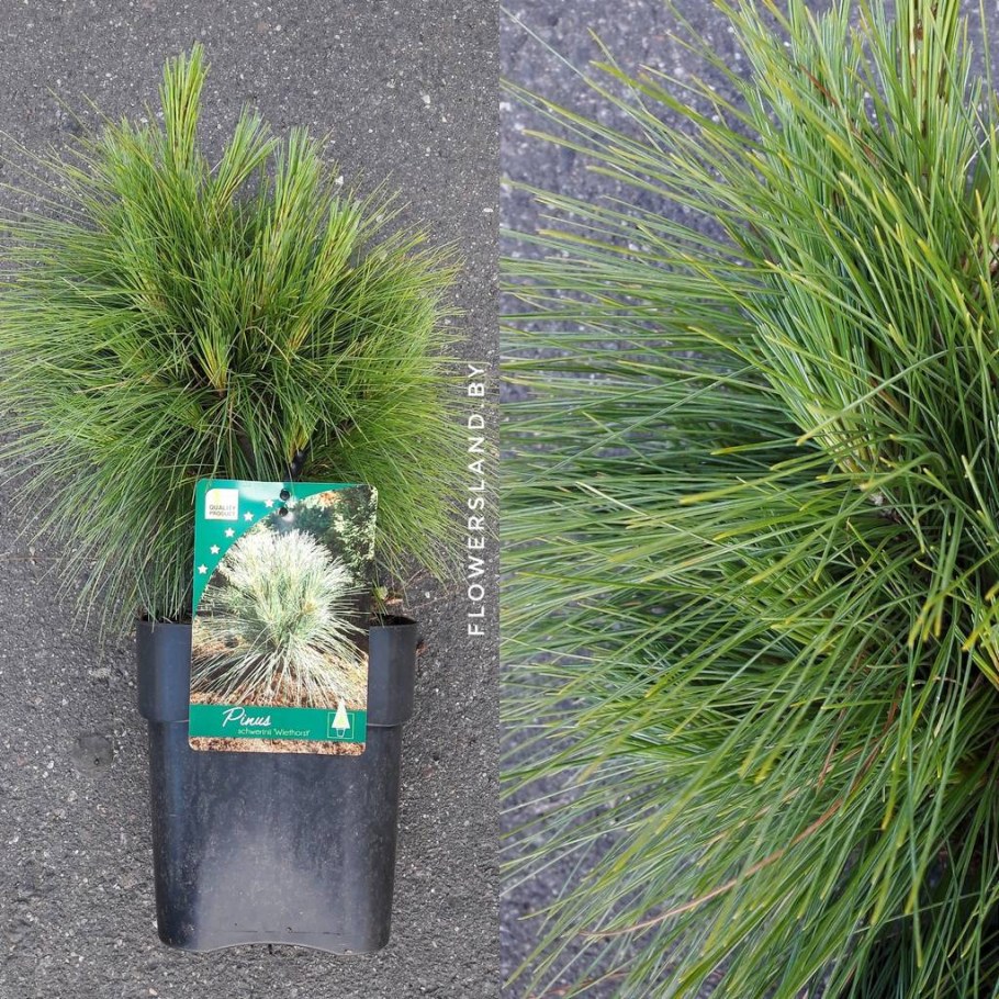 Pinus schwerinii Wiethorst