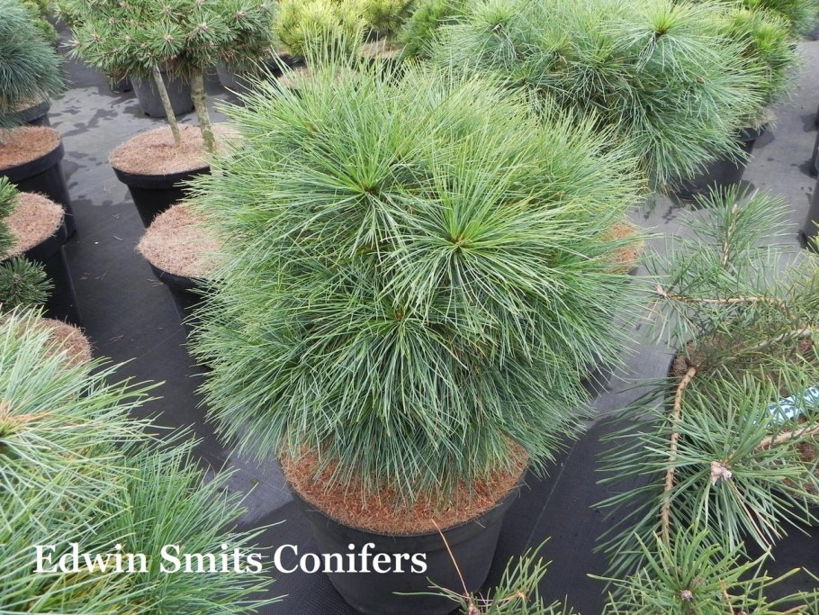 Сосна Шверина Wiethorst