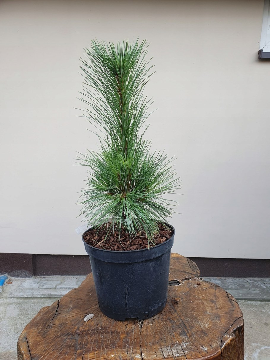 Сосна Шверина Ваеторст