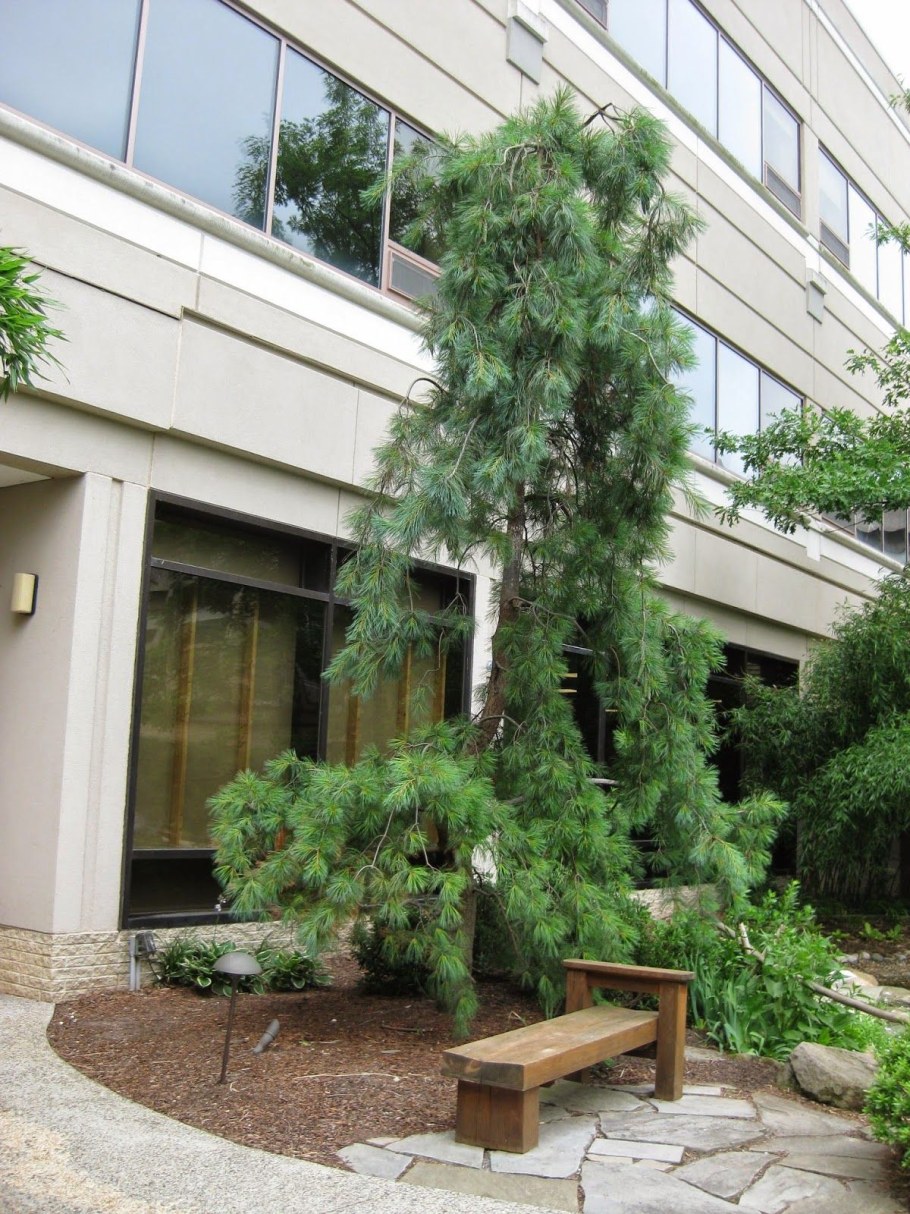 Сосна Веймутова Шверина Витхорст