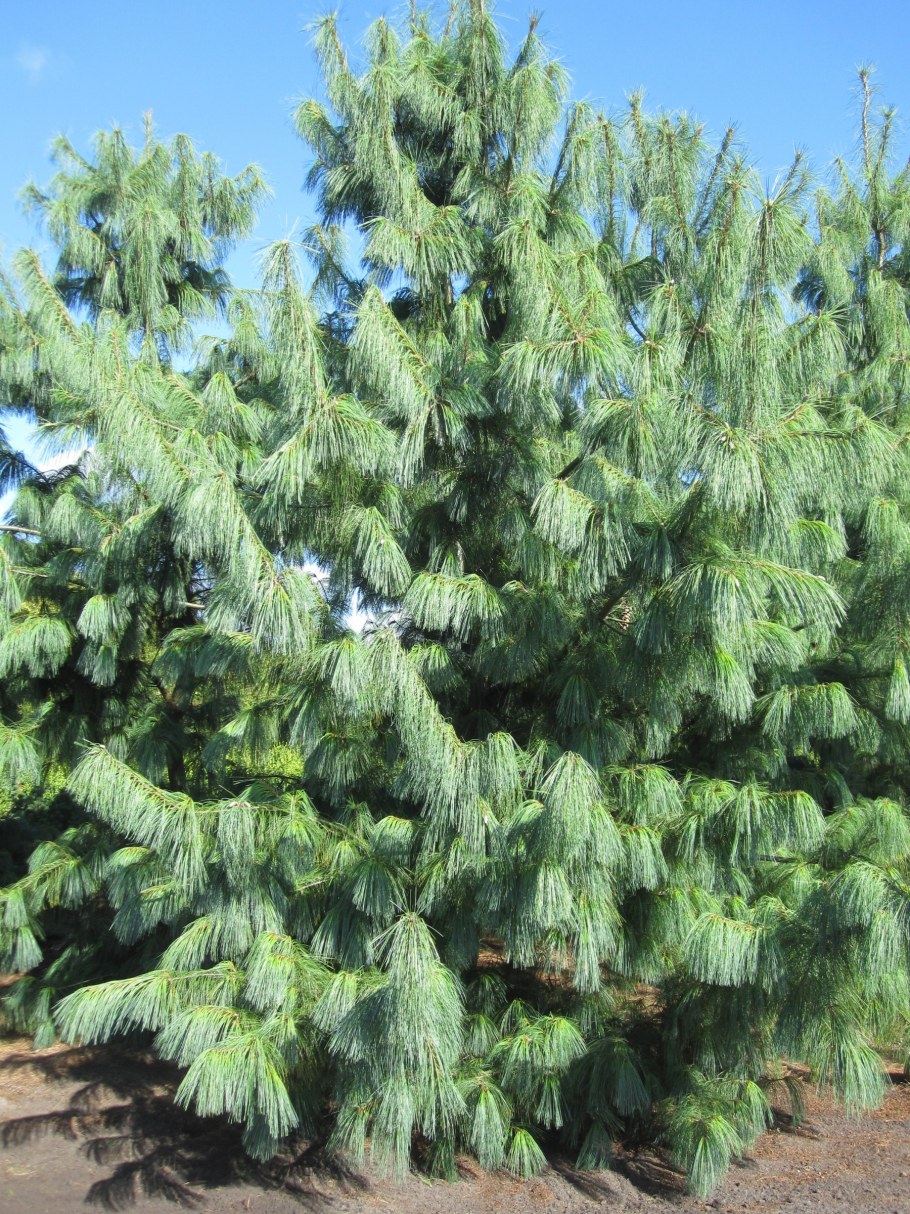 Сосна Шверина (Pinus schwerinii)