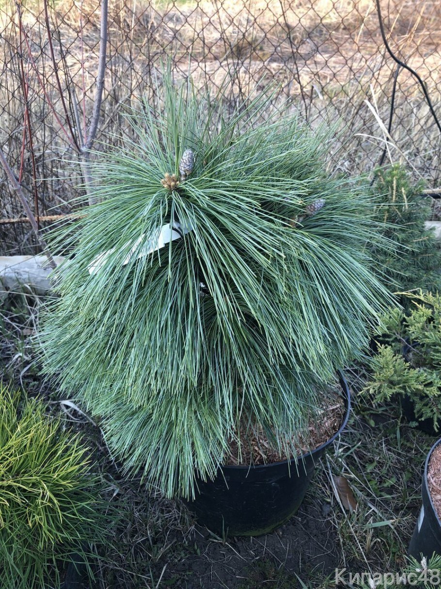 Сосна Шверина Wiethorst