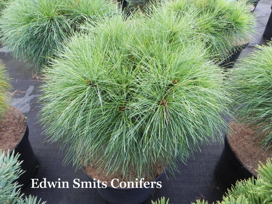 Сосна Шверина Wiethorst