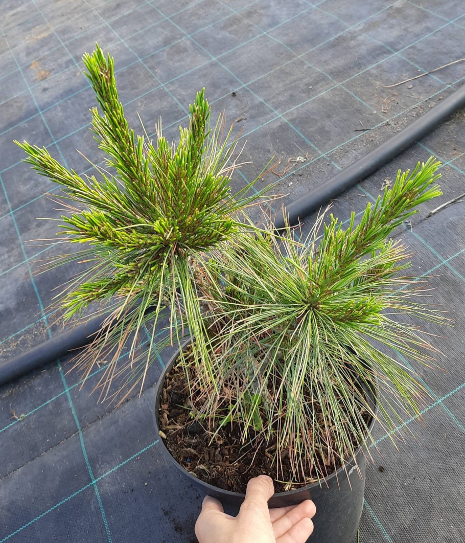 Pinus schwerinii Wiethorst