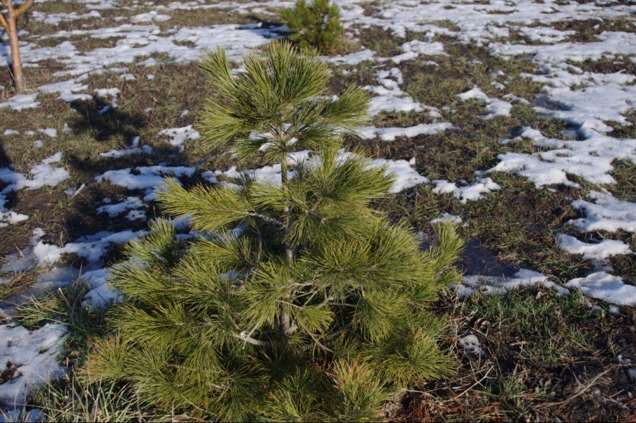 Сосна Шверина (сорт 'Wiethorst')