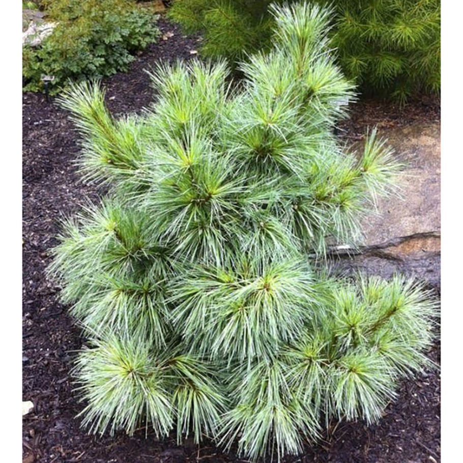 Сосна Веймутова Витхорст