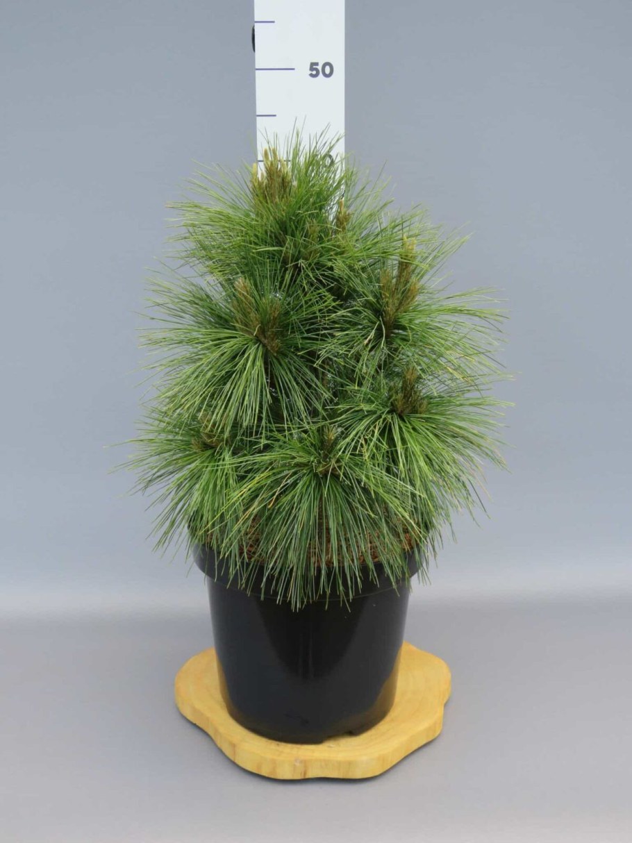 Сосна Wiethorst