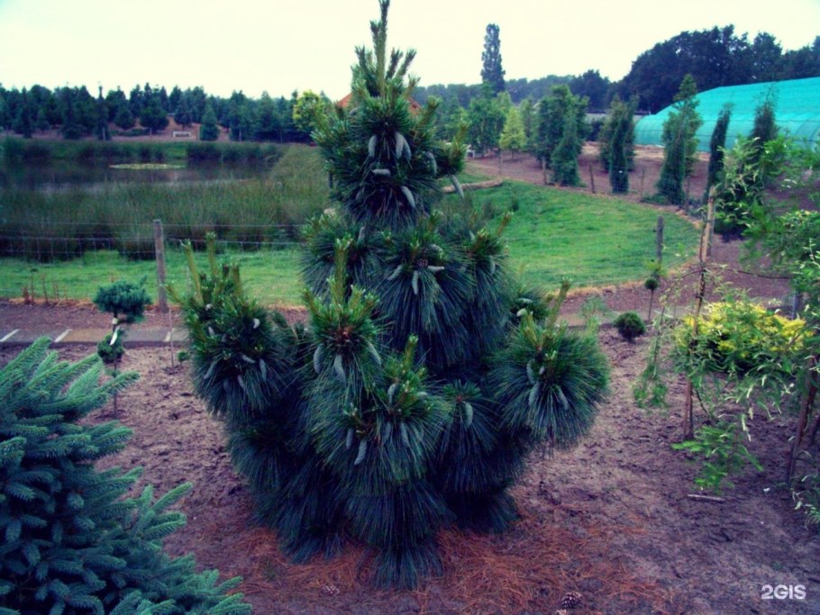 Сосна Шверина Wiethorst