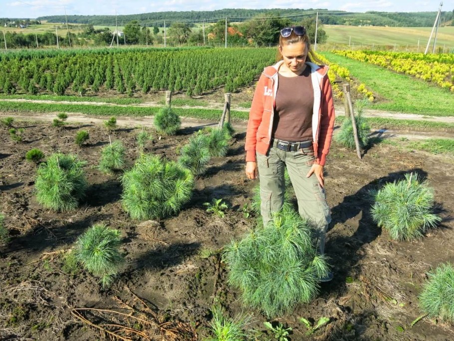 Сосна Шверина Ваеторст