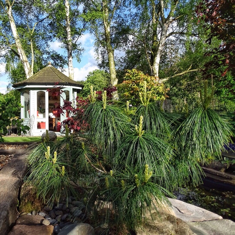 Сосна Шверина Wiethorst