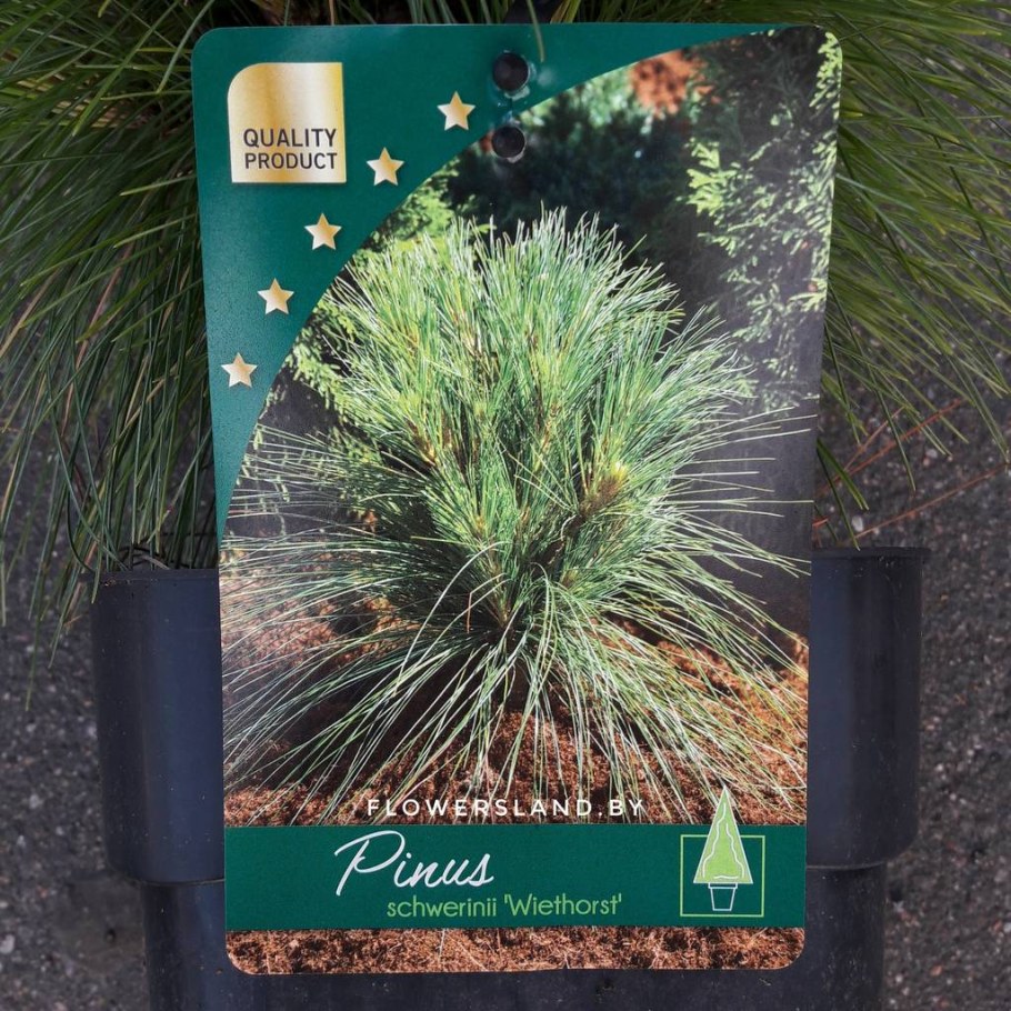 Сосна Шверина Wiethorst