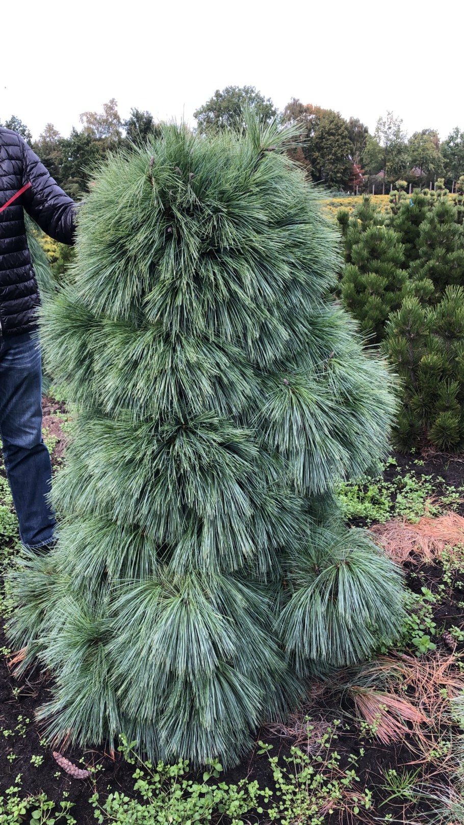 Сосна Шверина (сорт 'Wiethorst')