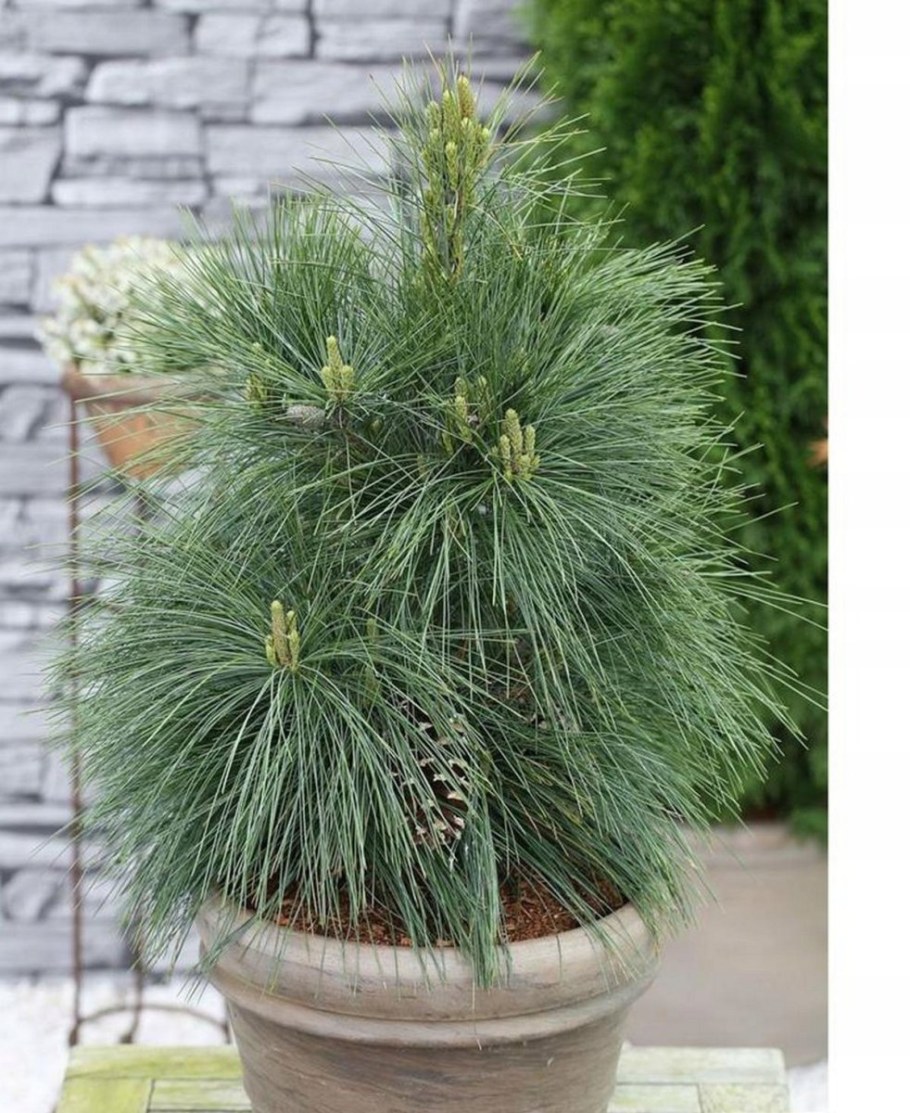 Сосна Веймутова Витхорст