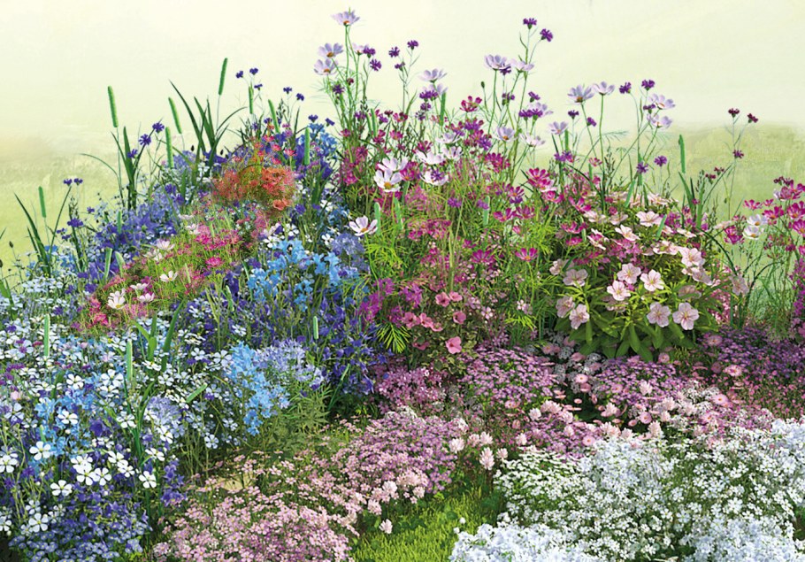 Миксбордер эхинацея тысячелистник